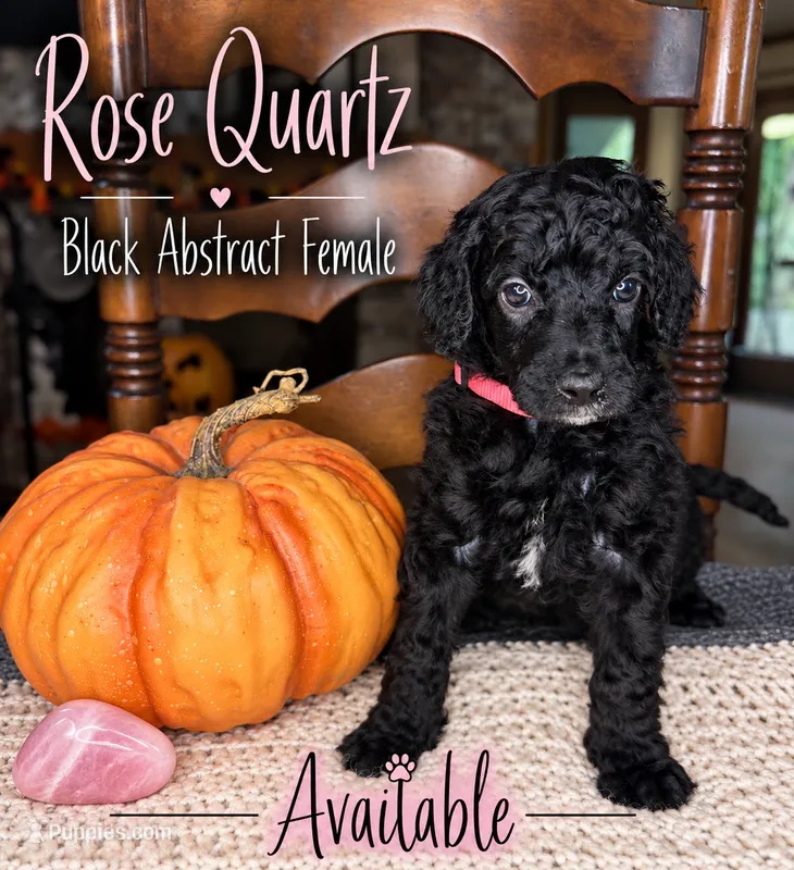 Rose Quartz – Poodle - Standard  puppy for sale in Zebulon, NC