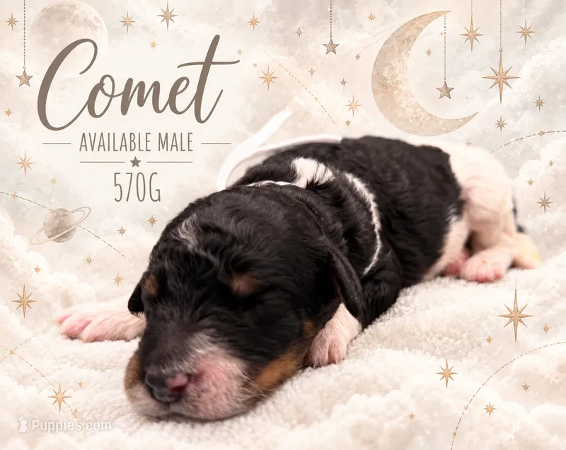 Comet – Poodle - Multi-Colored Standard, Poodle - Standard  puppy for sale in Zebulon, NC
