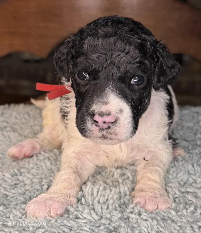 Beets – Poodle - Standard  puppy for sale in Zebulon, NC