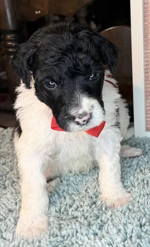 Beets – Poodle - Standard  puppy for sale in Zebulon, NC