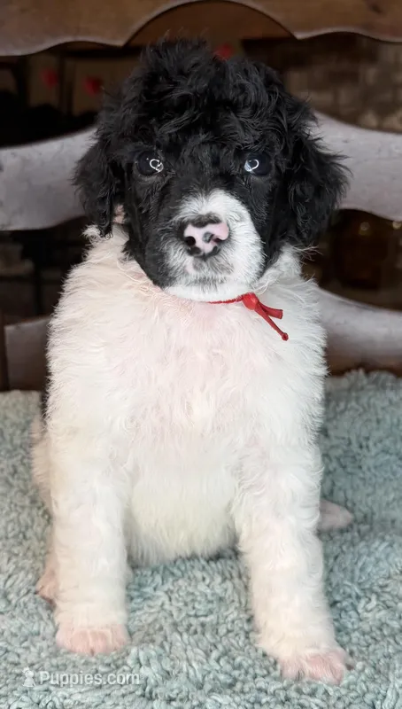 Beets – Poodle - Standard  puppy for sale in Zebulon, NC