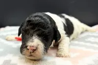 Beets, a male Poodle - Standard  for sale in Zebulon, NC – Photo 2 of 3