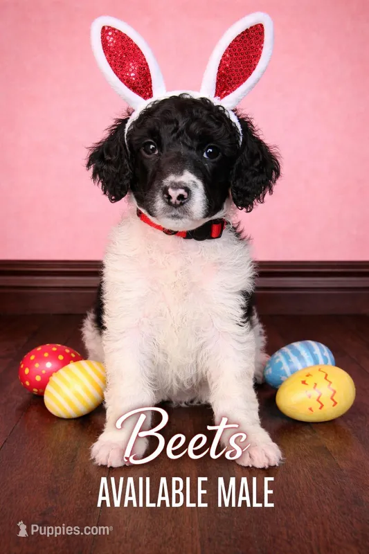Beets – Poodle - Standard  puppy for sale in Zebulon, NC