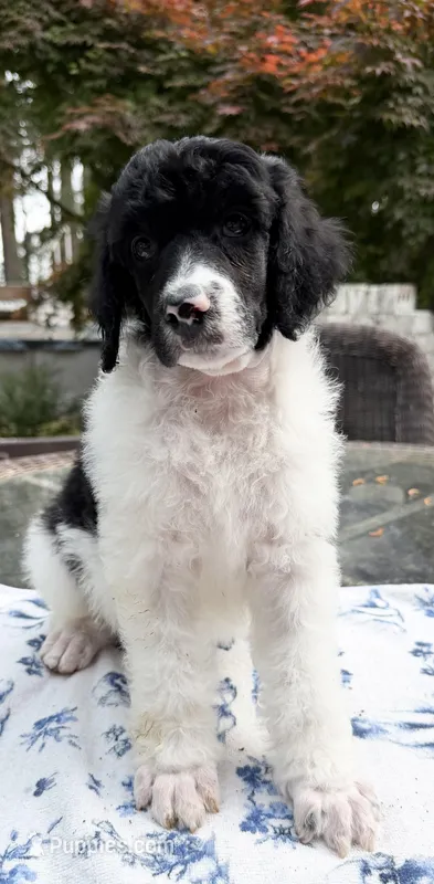 Beets – Poodle - Standard  puppy for sale in Zebulon, NC