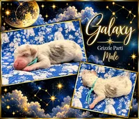 Galaxy, a male Poodle - Multi-Colored Standard and Poodle - Standard  for sale in Zebulon, NC – 2 of 2