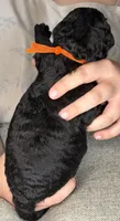 Tiger’s Eye, a female Poodle - Standard  for sale in Zebulon, NC – 3 of 7