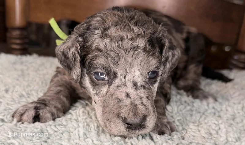 Broccoli – Poodle - Standard  puppy for sale in Zebulon, NC