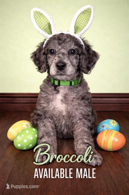 Broccoli – Poodle - Standard  puppy for sale in Zebulon, NC