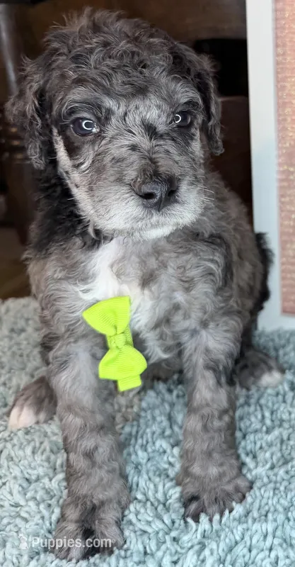 Broccoli – Poodle - Standard  puppy for sale in Zebulon, NC