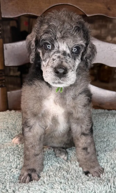 Broccoli – Poodle - Standard  puppy for sale in Zebulon, NC