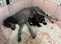 Skunk, a male Poodle - Standard  for sale in Zebulon, NC – Photo 8 of 10