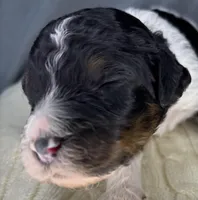 Skunk, a male Poodle - Standard  for sale in Zebulon, NC – Photo 3 of 10