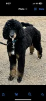 Skunk, a male Poodle - Standard  for sale in Zebulon, NC – Photo 9 of 10