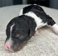 Skunk, a male Poodle - Standard  for sale in Zebulon, NC – Photo 5 of 10