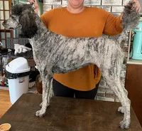 Skunk, a male Poodle - Standard  for sale in Zebulon, NC – Photo 6 of 10