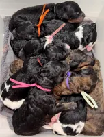 Skunk, a male Poodle - Standard  for sale in Zebulon, NC – Photo 10 of 10