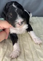 Skunk, a male Poodle - Standard  for sale in Zebulon, NC – Photo 1 of 10