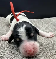 Banana, a male Poodle - Standard  for sale in Zebulon, NC – Photo 4 of 5