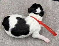 Banana, a male Poodle - Standard  for sale in Zebulon, NC – Photo 5 of 5