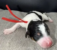 Banana, a male Poodle - Standard  for sale in Zebulon, NC – Photo 2 of 5