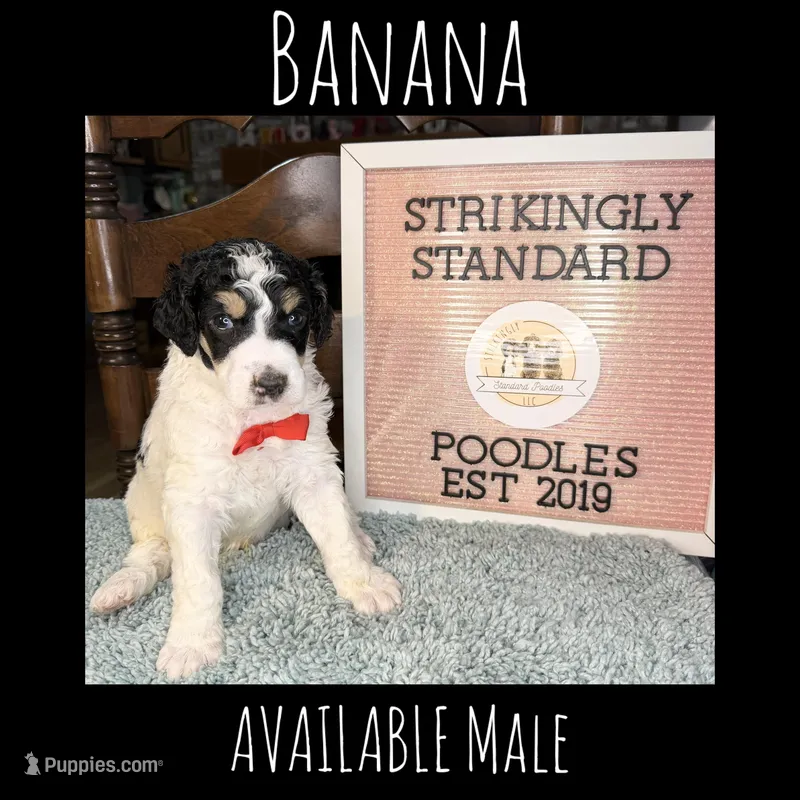 Banana (Tricolor) – Poodle - Standard  puppy for sale in Zebulon, NC