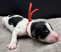 Banana, a male Poodle - Standard  for sale in Zebulon, NC – Photo 3 of 5