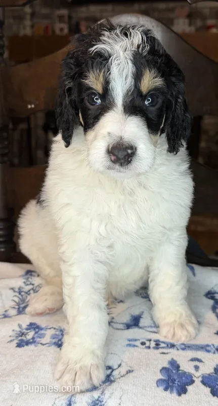 Banana (Tricolor) – Poodle - Standard  puppy for sale in Zebulon, NC