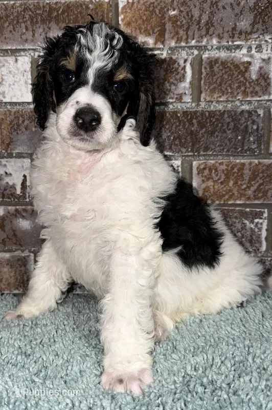 Banana (Tricolor) – Poodle - Standard  puppy for sale in Zebulon, NC