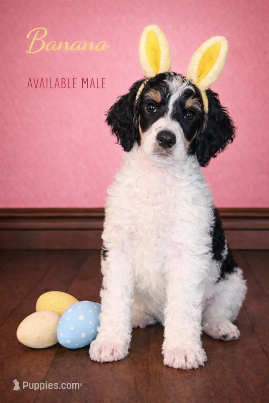 Banana (Tricolor) – Poodle - Standard  puppy for sale in Zebulon, NC