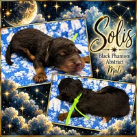 Solis, a male Poodle - Multi-Colored Standard and Poodle - Standard  for sale in Zebulon, NC – 2 of 2