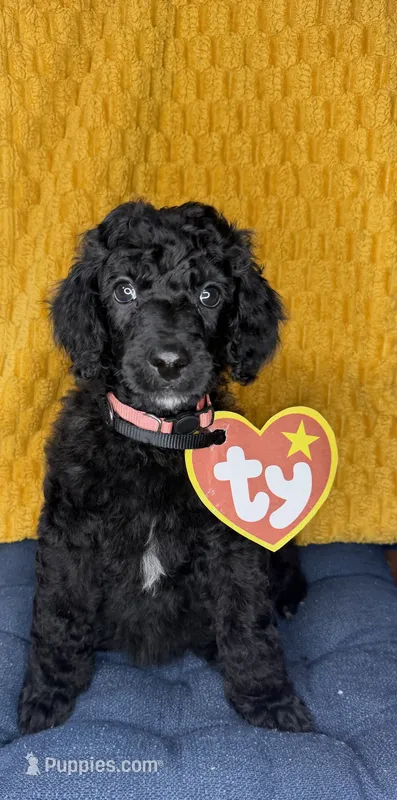 Rose Quartz – Poodle - Standard  puppy for sale in Zebulon, NC