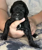 Agate, a female Poodle - Standard  for sale in Zebulon, NC – 3 of 9