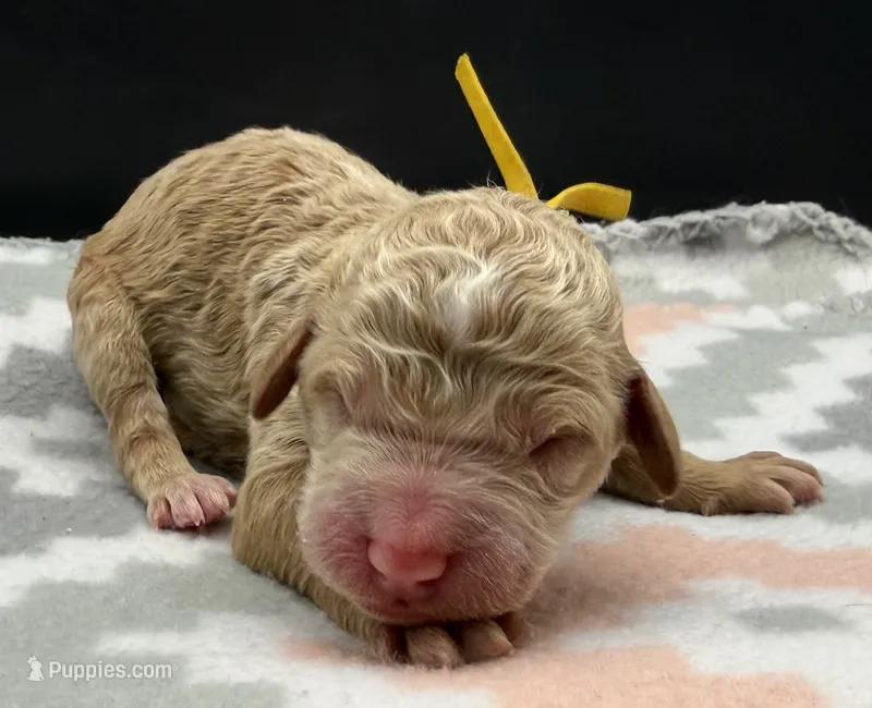 Woodstock  – Poodle - Standard  puppy for sale in Zebulon, NC