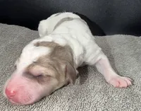 Avocado (Grizzle Coat), a male Poodle - Standard  for sale in Zebulon, NC – Photo 5 of 8