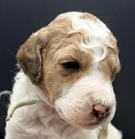 Avocado (Grizzle Parti), a male Poodle - Standard  for sale in Zebulon, NC – Photo 2 of 6