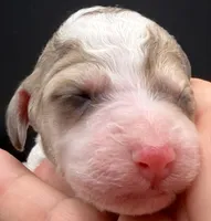 Avocado (Grizzle Coat), a male Poodle - Standard  for sale in Zebulon, NC – Photo 6 of 8
