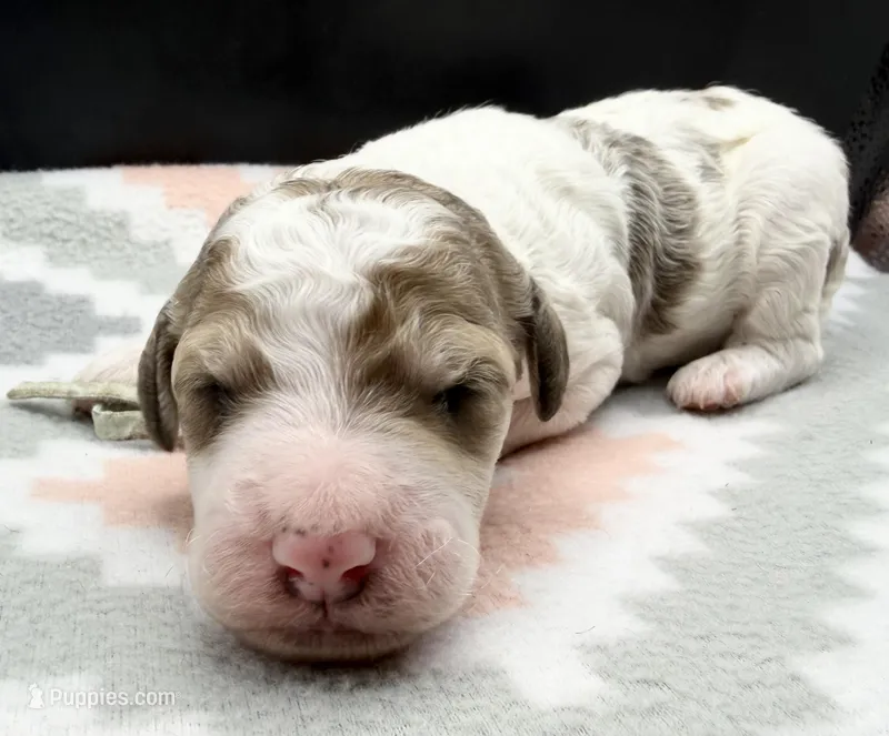 Avocado (Grizzle Coat)