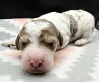 Avocado (Grizzle Coat), a male Poodle - Standard  for sale in Zebulon, NC – Photo 1 of 8