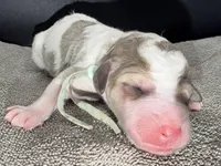 Avocado (Grizzle Coat), a male Poodle - Standard  for sale in Zebulon, NC – Photo 4 of 8