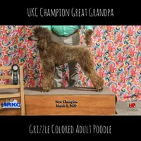 Avocado (Grizzle Parti), a male Poodle - Standard  for sale in Zebulon, NC – Photo 6 of 6