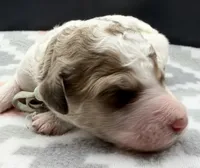 Avocado (Grizzle Coat), a male Poodle - Standard  for sale in Zebulon, NC – Photo 3 of 8