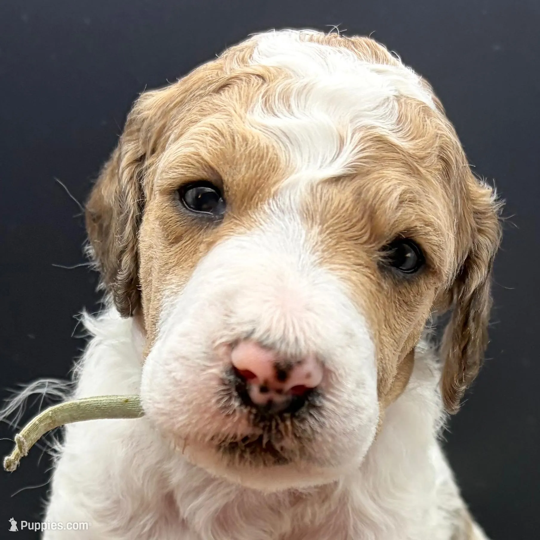 Avocado (Grizzle Parti)