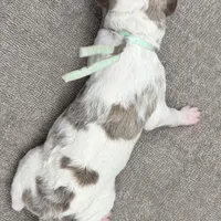 Avocado (Grizzle Parti), a male Poodle - Standard  for sale in Zebulon, NC – Photo 5 of 6