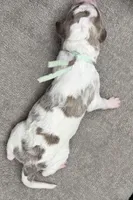 Avocado (Grizzle Coat), a male Poodle - Standard  for sale in Zebulon, NC – Photo 7 of 8