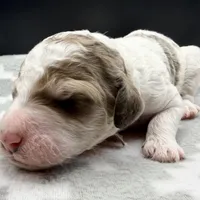 Avocado (Grizzle Parti), a male Poodle - Standard  for sale in Zebulon, NC – Photo 3 of 6