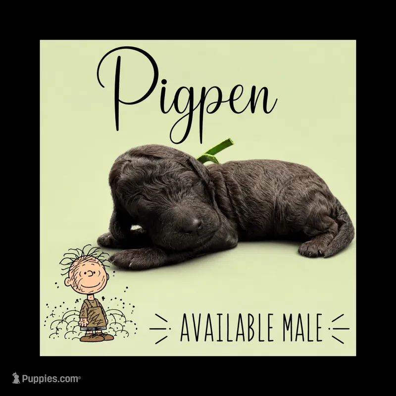 Pigpen – Poodle - Standard  puppy for sale in Zebulon, NC