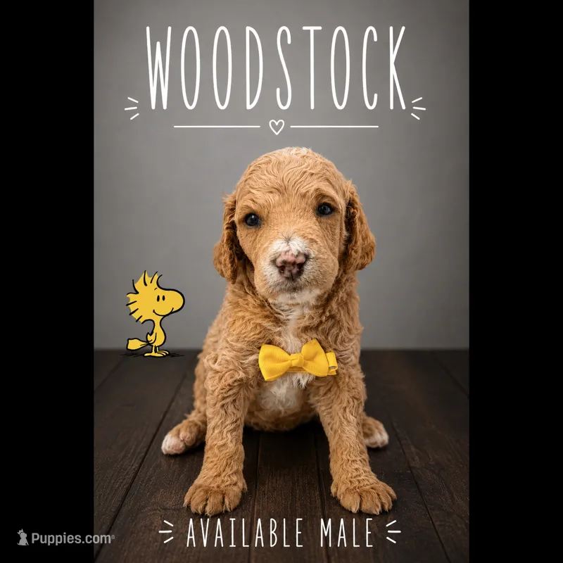 Woodstock  – Poodle - Standard  puppy for sale in Zebulon, NC