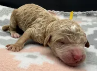 Woodstock , a male Poodle - Standard  for sale in Zebulon, NC – 2 of 3
