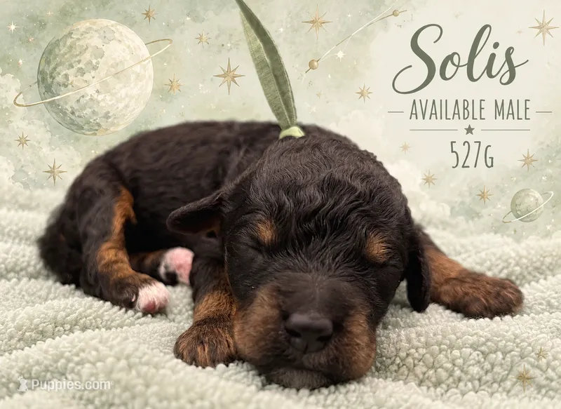 Solis – Poodle - Multi-Colored Standard, Poodle - Standard  puppy for sale in Zebulon, NC