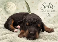 Solis, a male Poodle - Multi-Colored Standard and Poodle - Standard  for sale in Zebulon, NC – 1 of 2